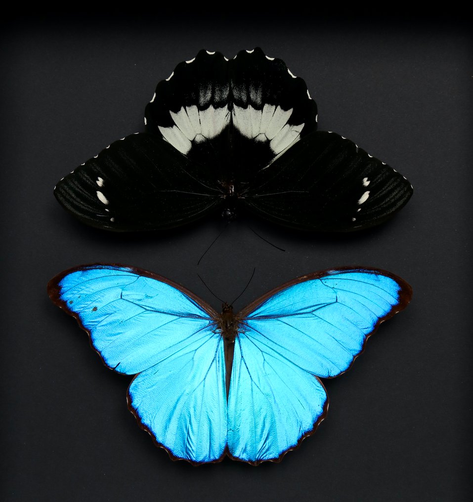 Motyl Eksponat taksydermiczny (całe ciało) - Morpho didius x Papilio gambrisius - 25 cm - 25 cm - 5 cm - Gatunki inne niż CITES - 1 #3.2