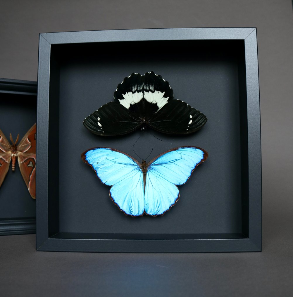 Motyl Eksponat taksydermiczny (całe ciało) - Morpho didius x Papilio gambrisius - 25 cm - 25 cm - 5 cm - Gatunki inne niż CITES - 1 #1.0