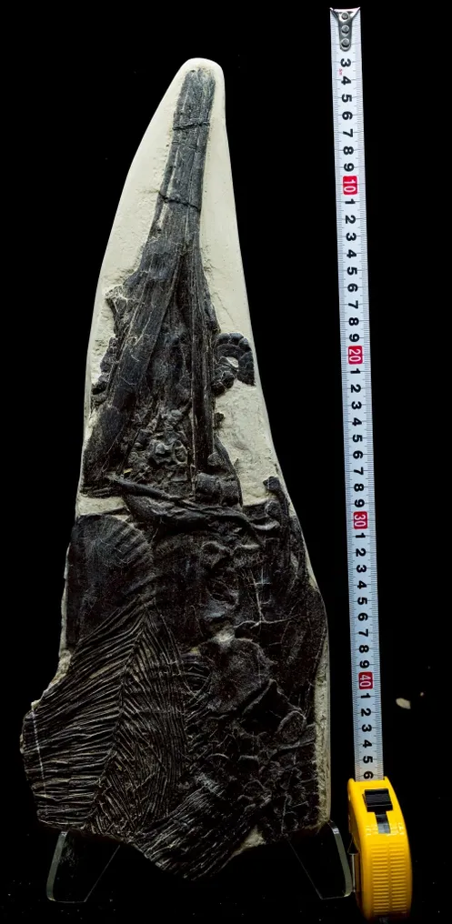 Fossil - Fossil matrix - Mixosaurus - 52 cm - 19 cm #1.0