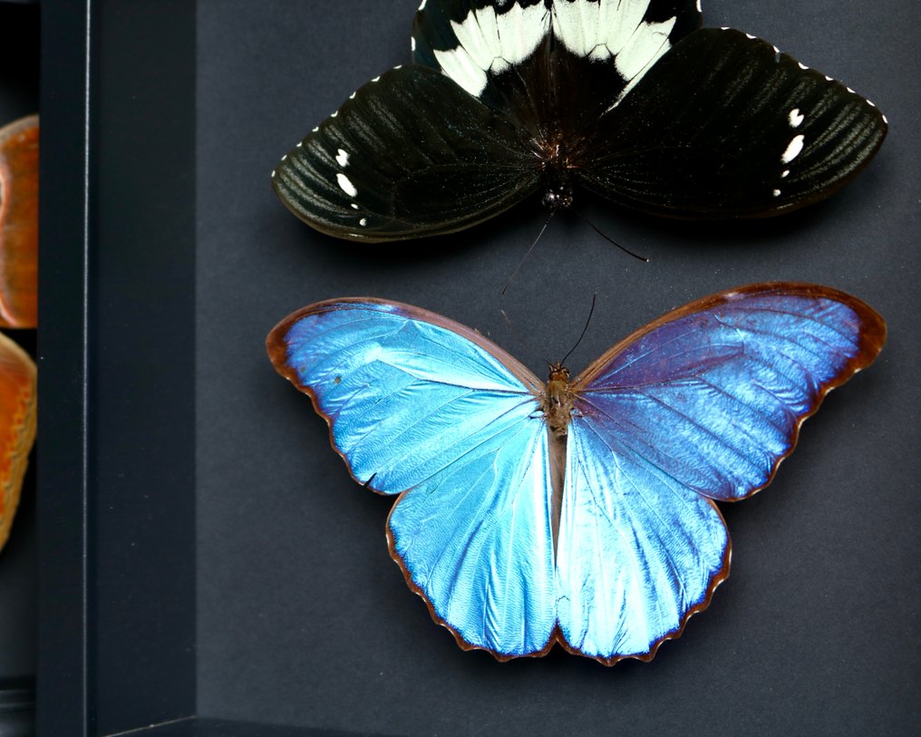 Motyl Eksponat taksydermiczny (całe ciało) - Morpho didius x Papilio gambrisius - 25 cm - 25 cm - 5 cm - Gatunki inne niż CITES - 1 #2.1