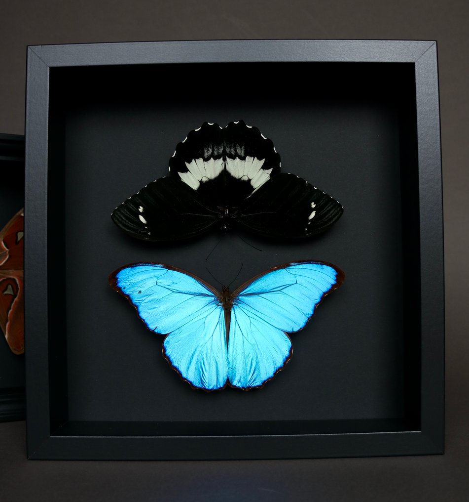 Motyl Eksponat taksydermiczny (całe ciało) - Morpho didius x Papilio gambrisius - 25 cm - 25 cm - 5 cm - Gatunki inne niż CITES - 1 #4.3