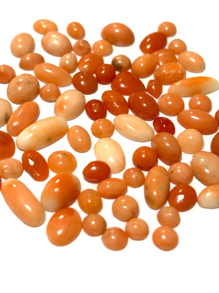 珊瑚 珊瑚 - Coral rubrum  (沒有保留價) #4.3