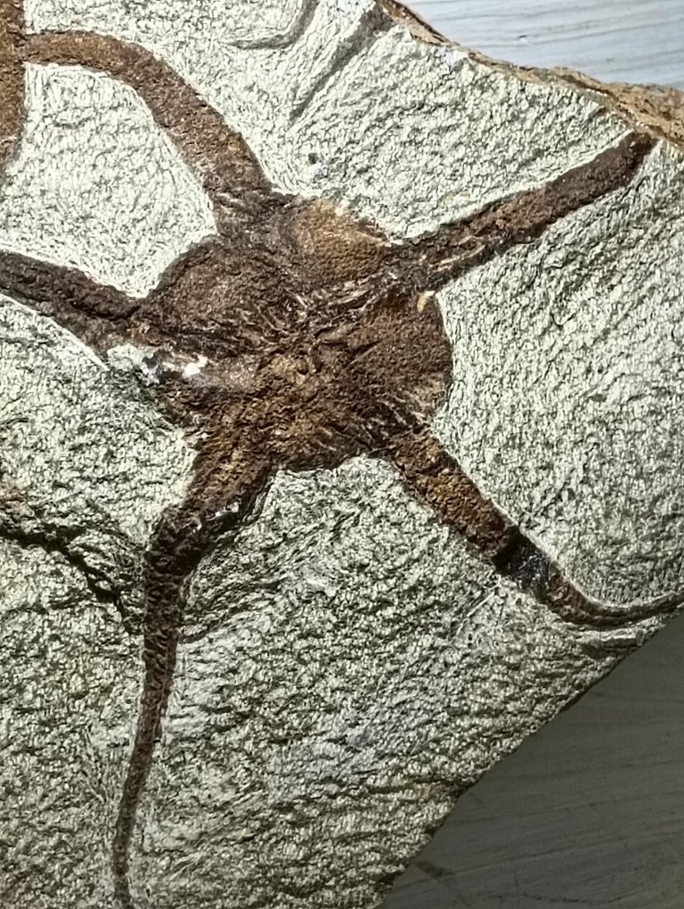 Echinodermen - Tierfossil - 21 cm - 32.5 cm  (Ohne mindestpreis) #2.1