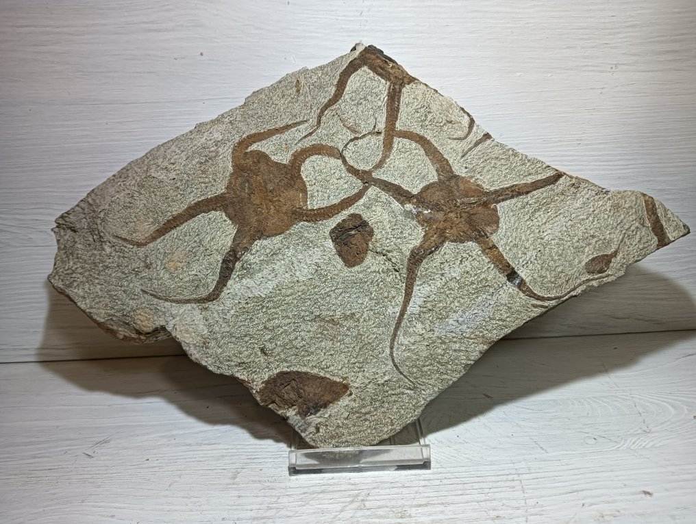 Echinodermen - Tierfossil - 21 cm - 32.5 cm  (Ohne mindestpreis) #4.3