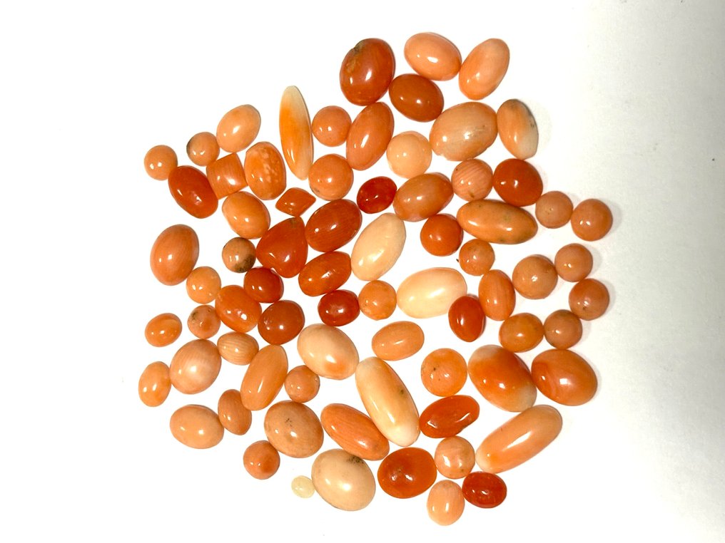 珊瑚 珊瑚 - Coral rubrum  (沒有保留價) #1.0