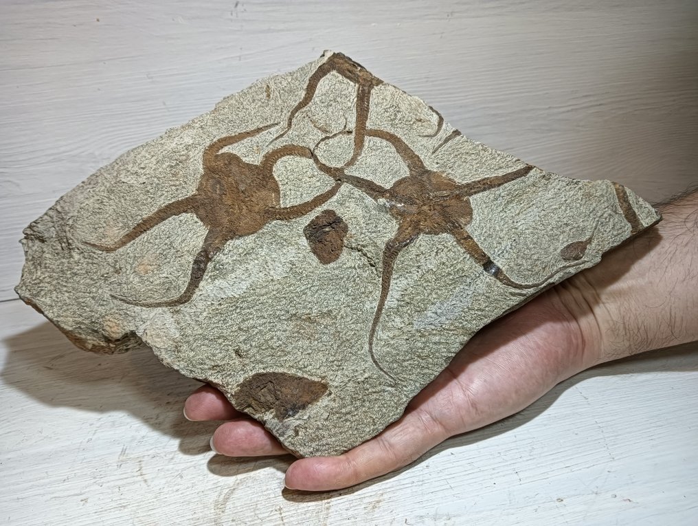Echinodermen - Tierfossil - 21 cm - 32.5 cm  (Ohne mindestpreis) #1.0