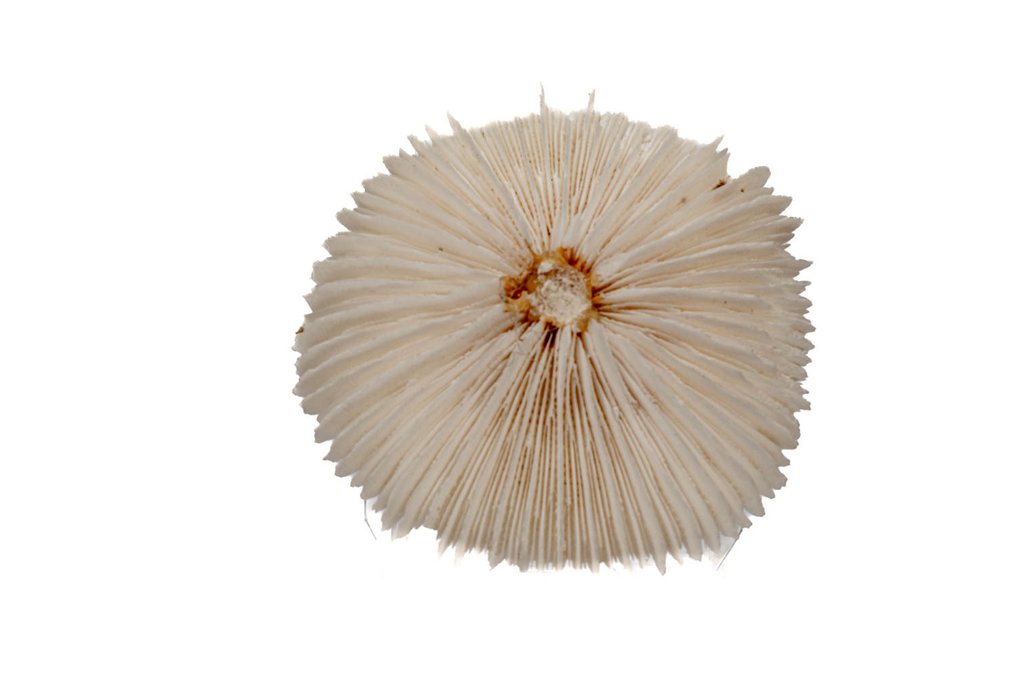 Corallo di funghi Scheletro - Fungia fungites ┼ GEM - 0 mm - 0 mm - 80 mm- Specie non CITES -  (1) #4.3