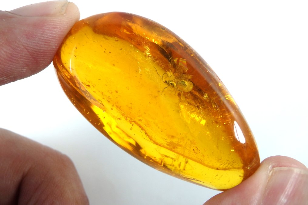 Amber - Amber - Wasp - gorgeus specimen - main inclusion is 75mm - 48 mm - 19 mm #2.1