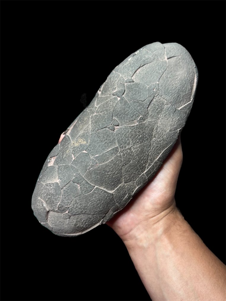 Dinosaurier - Versteinertes Ei - Theropod SP. (Macroolithus) - 22 cm - 10 cm #1.0
