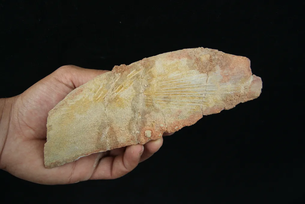 Partial fossil skull of coelacanth - Fossil skull - Mawsonia sp. #1.0