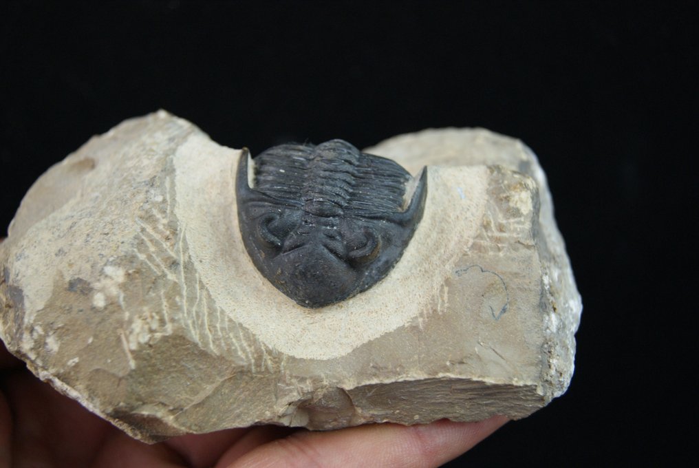 Trilobiet - Gefossiliseerd dier - Hollardops mesocristata alta calidad  (Zonder minimumprijs) #4.3