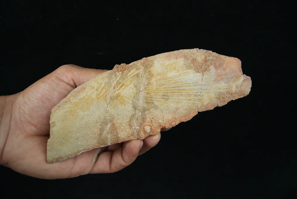 Partial fossil skull of coelacanth - Fossil skull - Mawsonia sp. #2.1