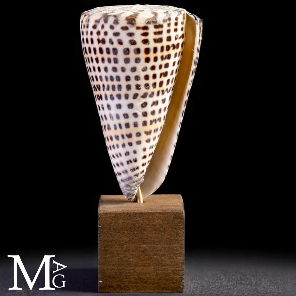 Mounted Conus Litteratus – Elegance sculpted by the sea Sea shell - Marine Sea Shell #1.0