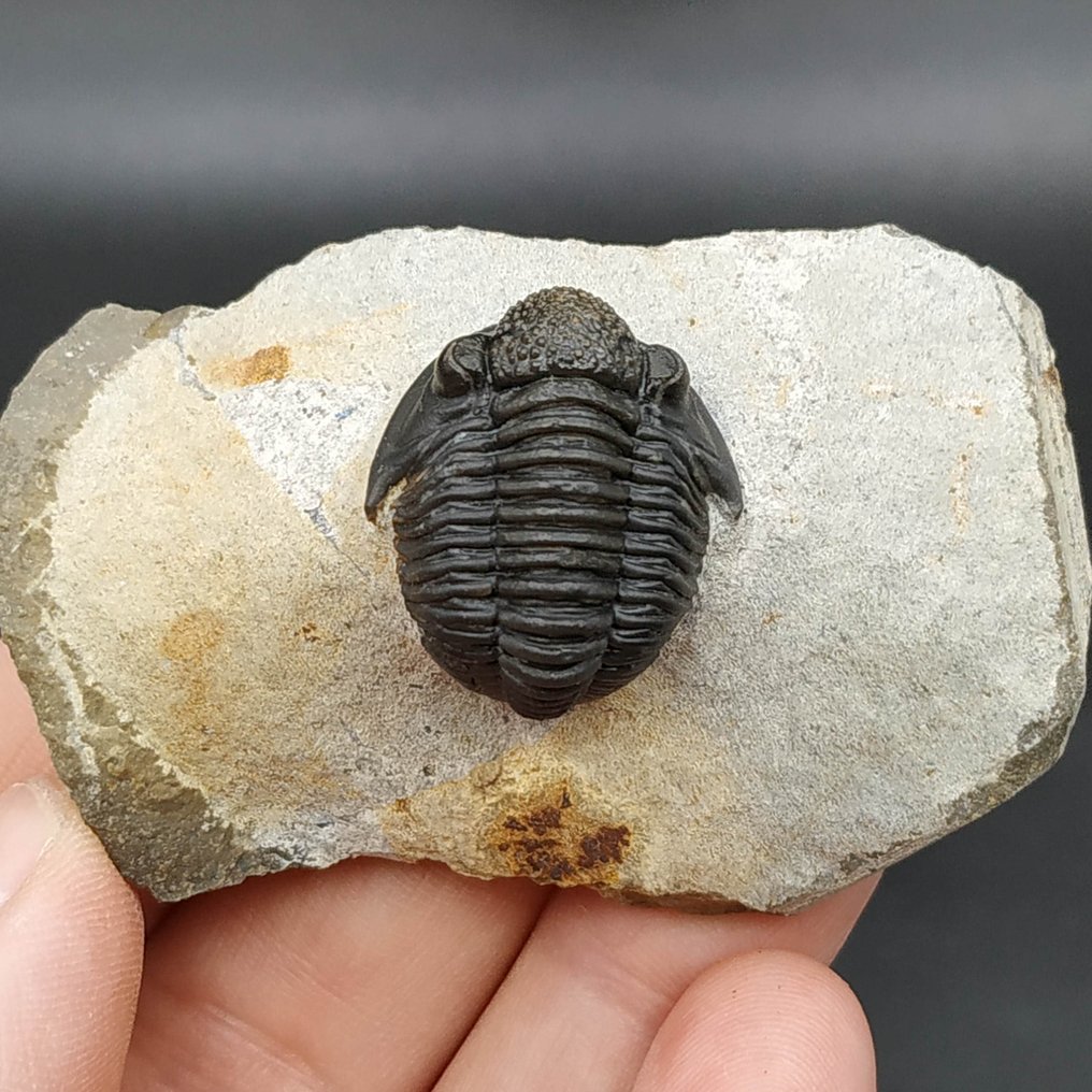 Rare Trilobite - Fossilised animal - Gerastos hammi (No Reserve Price) #2.1