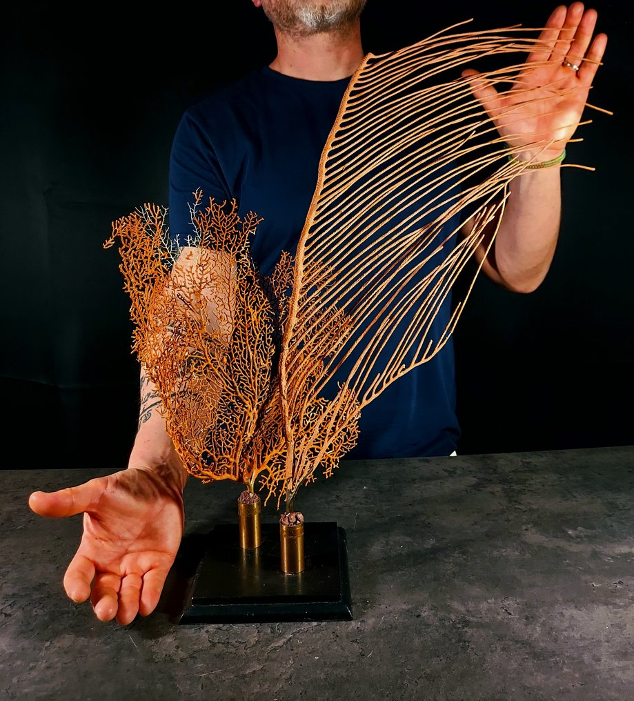 珊瑚雕塑组合 + 底座 动物标本剥制全身支架 - Paramuricea clavata/ ctenocella pectinata - 57 cm - 50 cm - 19 cm - esemplari NON in cites - 1 #1.0