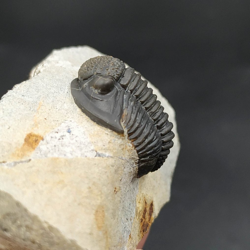 Rare Trilobite - Fossilised animal - Gerastos hammi (No Reserve Price) #1.0