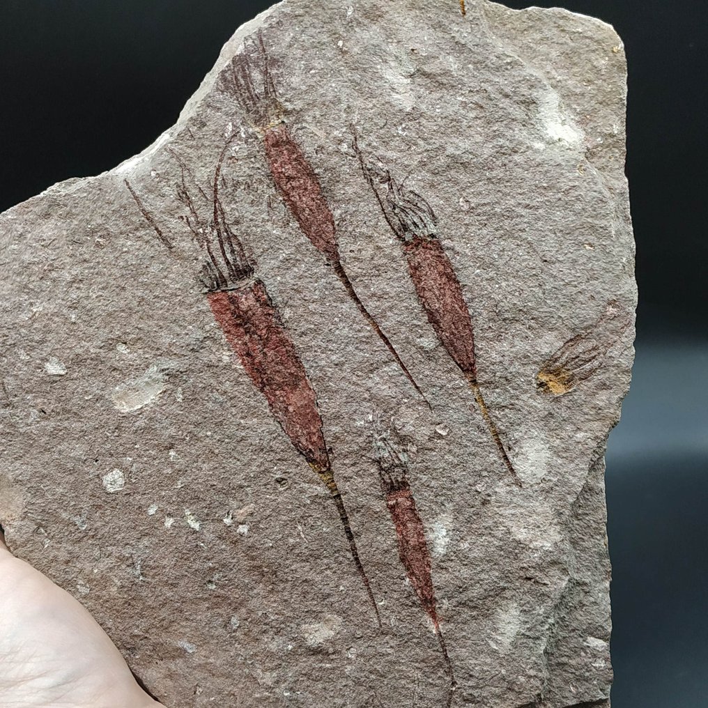 Beautiful Eocrinoids - Fossil plate matrix - Ascocystites drabowensis (No Reserve Price) #1.0