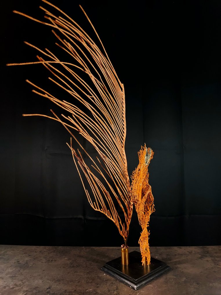 珊瑚雕塑组合 + 底座 动物标本剥制全身支架 - Paramuricea clavata/ ctenocella pectinata - 57 cm - 50 cm - 19 cm - esemplari NON in cites - 1 #2.1