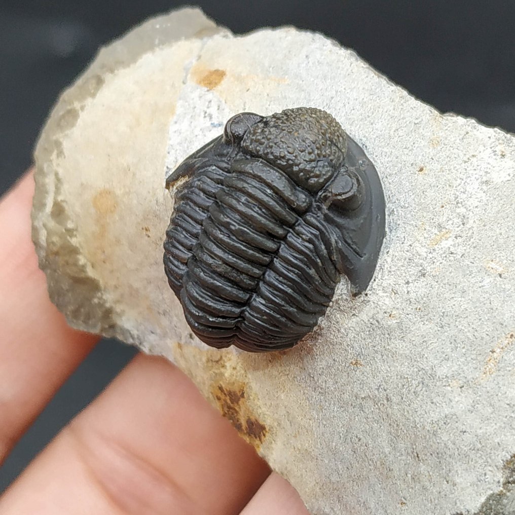 Rare Trilobite - Fossilised animal - Gerastos hammi (No Reserve Price) #4.3