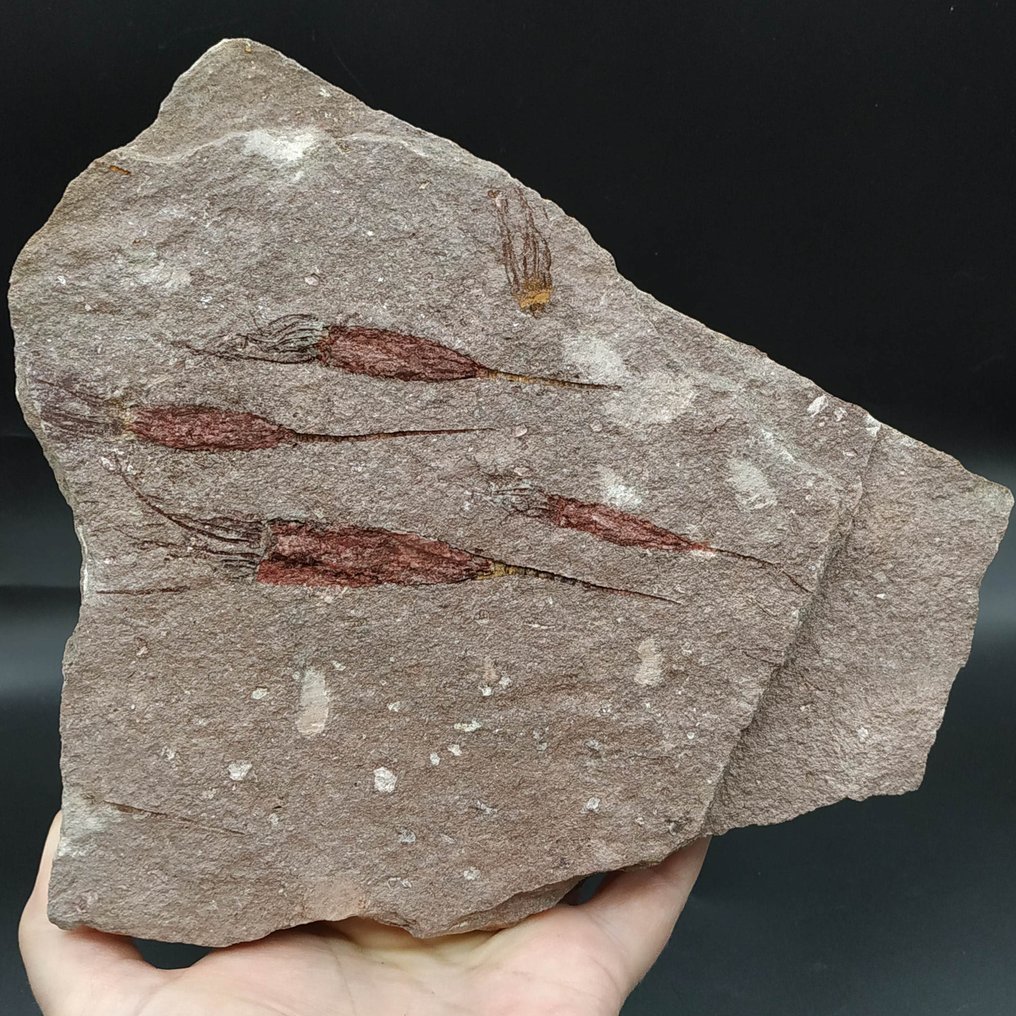 Beautiful Eocrinoids - Fossil plate matrix - Ascocystites drabowensis (No Reserve Price) #4.3