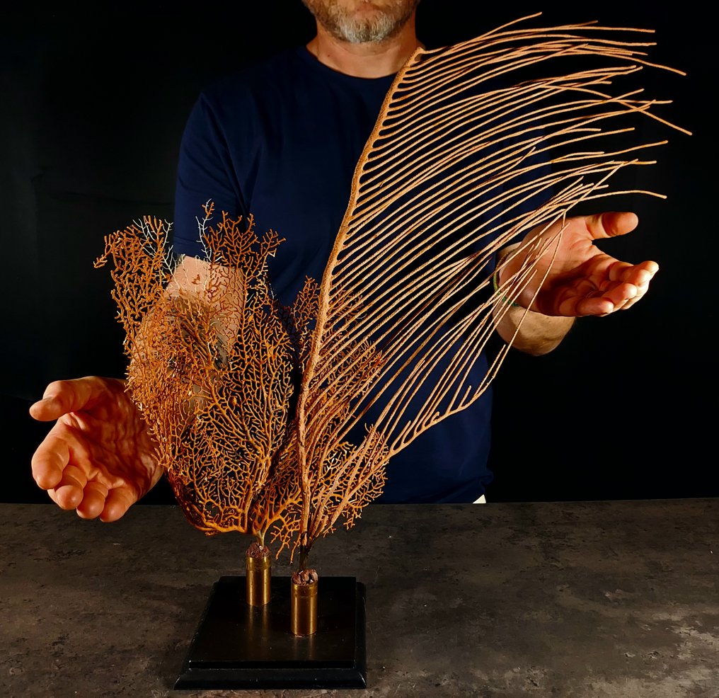 珊瑚雕塑组合 + 底座 动物标本剥制全身支架 - Paramuricea clavata/ ctenocella pectinata - 57 cm - 50 cm - 19 cm - esemplari NON in cites - 1 #1.0