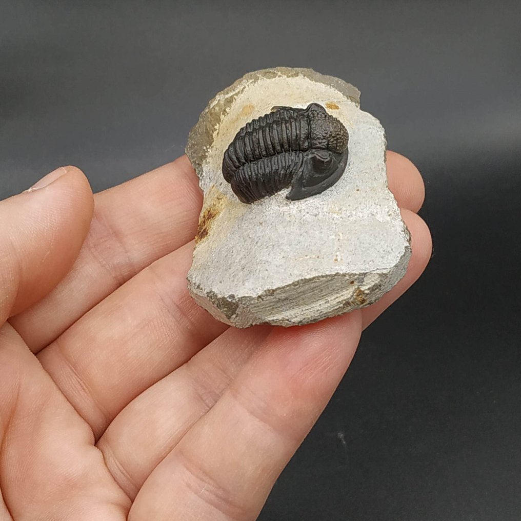 Rare Trilobite - Fossilised animal - Gerastos hammi (No Reserve Price) #3.2