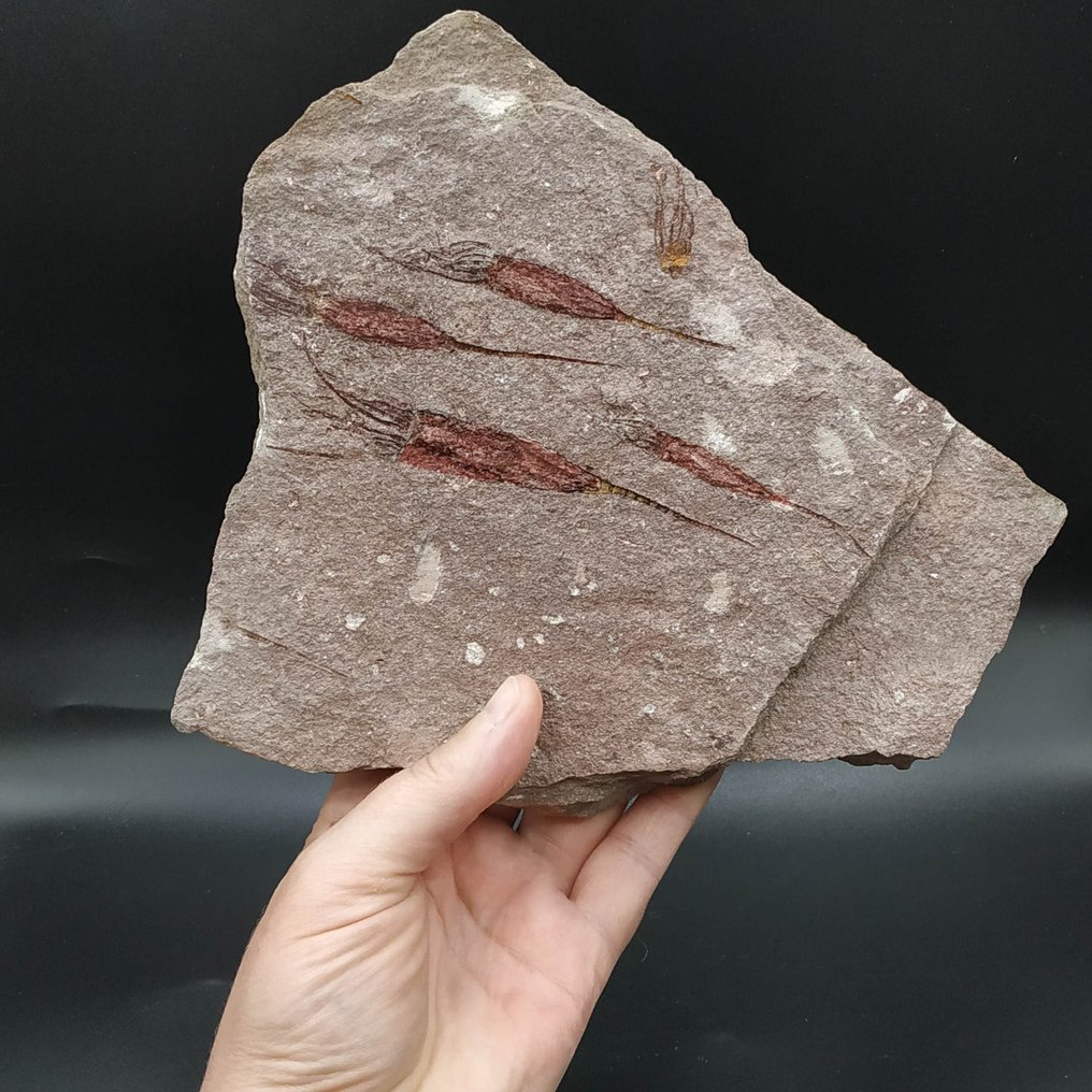 Beautiful Eocrinoids - Fossil plate matrix - Ascocystites drabowensis (No Reserve Price) #3.2