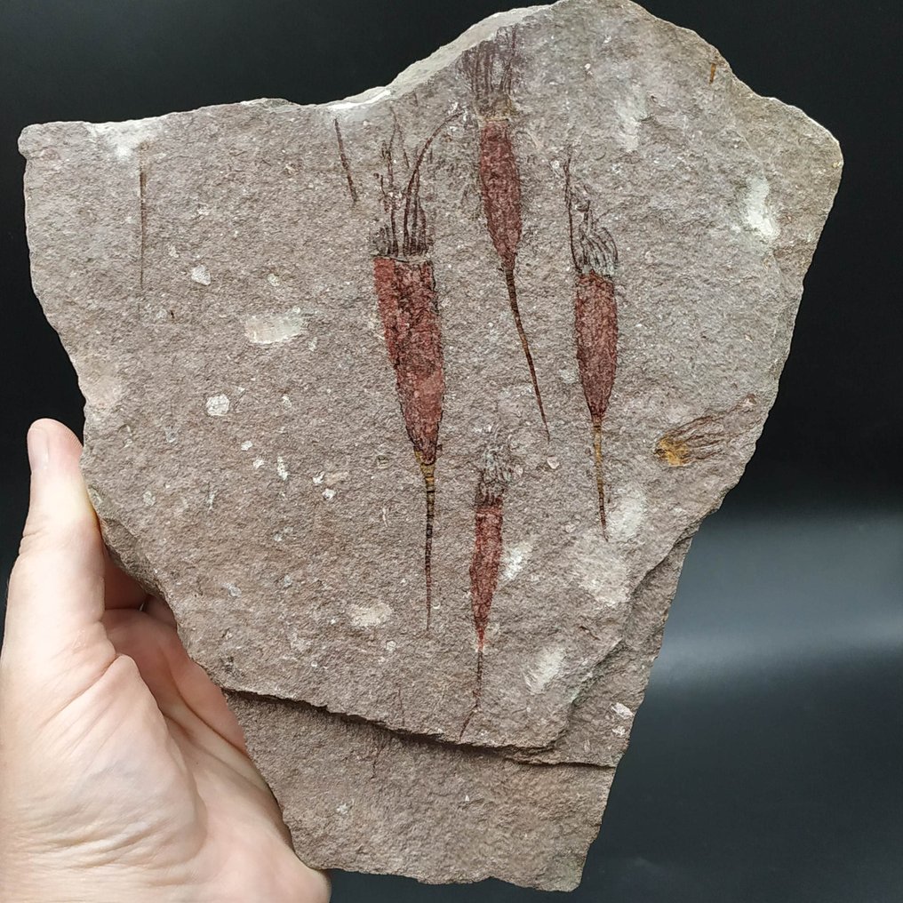 Beautiful Eocrinoids - Fossil plate matrix - Ascocystites drabowensis (No Reserve Price) #2.1