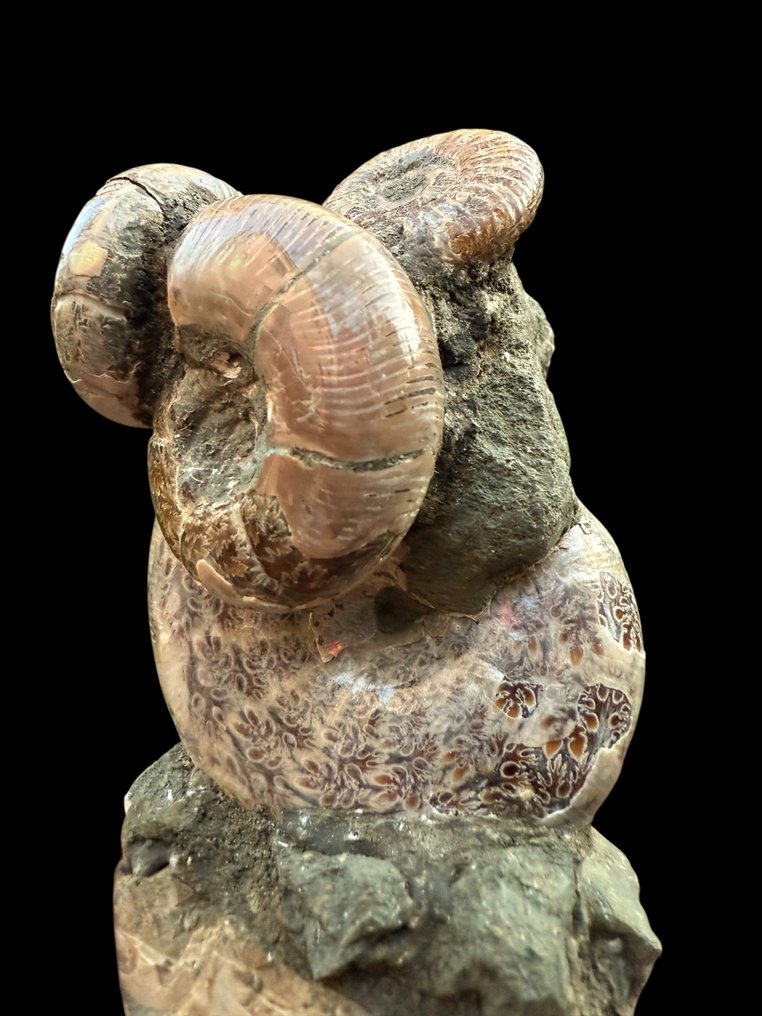 斑彩螺 - 贝壳化石 - 8 cm - 6 cm  (没有保留价) #4.3