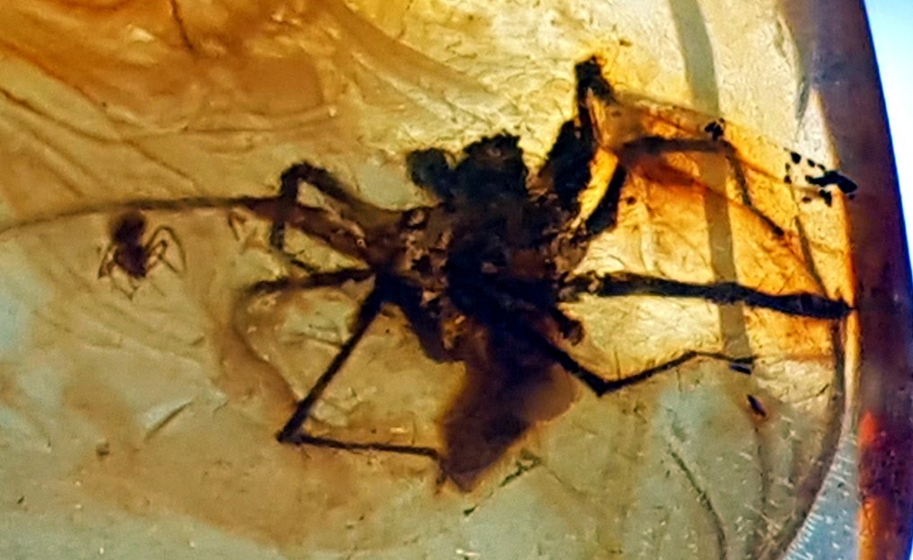 非常罕见的天然波罗的海琥珀吊坠，内含大蜘蛛化石昆虫标本——美丽的博物馆藏品 - 琥珀 #1.0