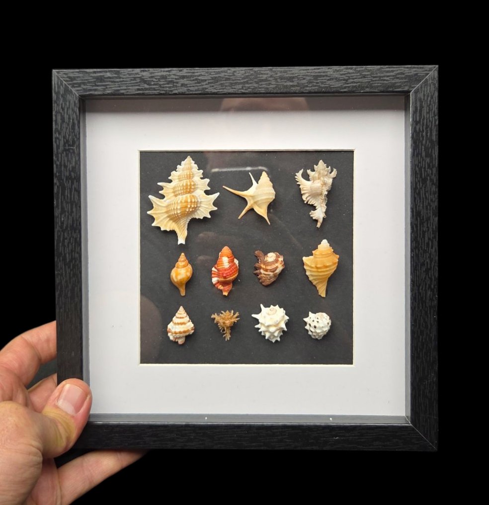 Museum rare world sea shellfish - beautiful color and design - - 西洋鏡 Gyrineum sp. - Aporrhais sp. - babelomurex sp. - Chicoreus sp. - Distorsio sp. and others #1.0