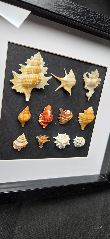 Museum rare world sea shellfish - beautiful color and design - - 西洋鏡 Gyrineum sp. - Aporrhais sp. - babelomurex sp. - Chicoreus sp. - Distorsio sp. and others #4.3