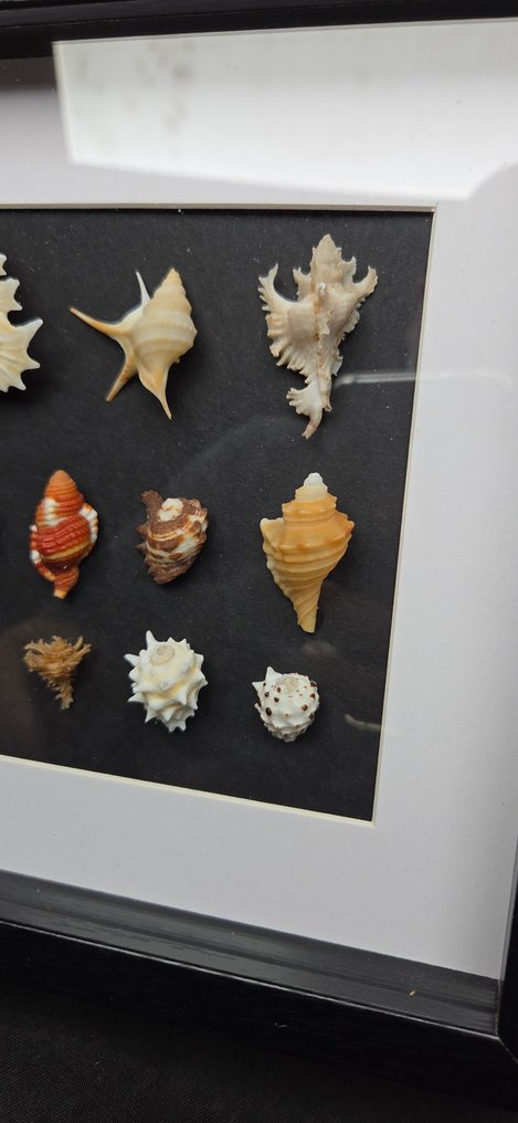 Museum rare world sea shellfish - beautiful color and design - - 西洋鏡 Gyrineum sp. - Aporrhais sp. - babelomurex sp. - Chicoreus sp. - Distorsio sp. and others #2.1