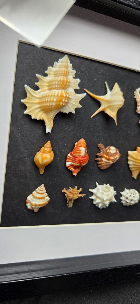 Museum rare world sea shellfish - beautiful color and design - - 西洋鏡 Gyrineum sp. - Aporrhais sp. - babelomurex sp. - Chicoreus sp. - Distorsio sp. and others #3.2