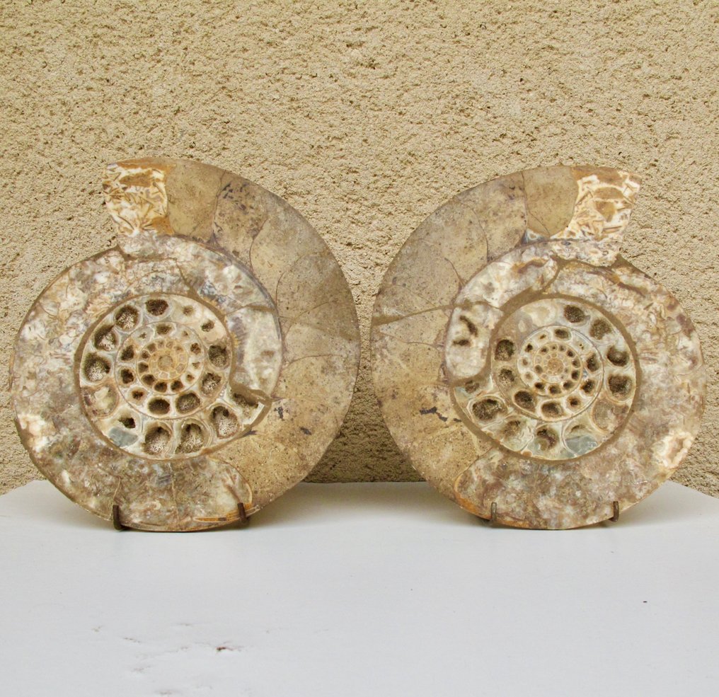 Animal fosilizado - 30 cm #2.1