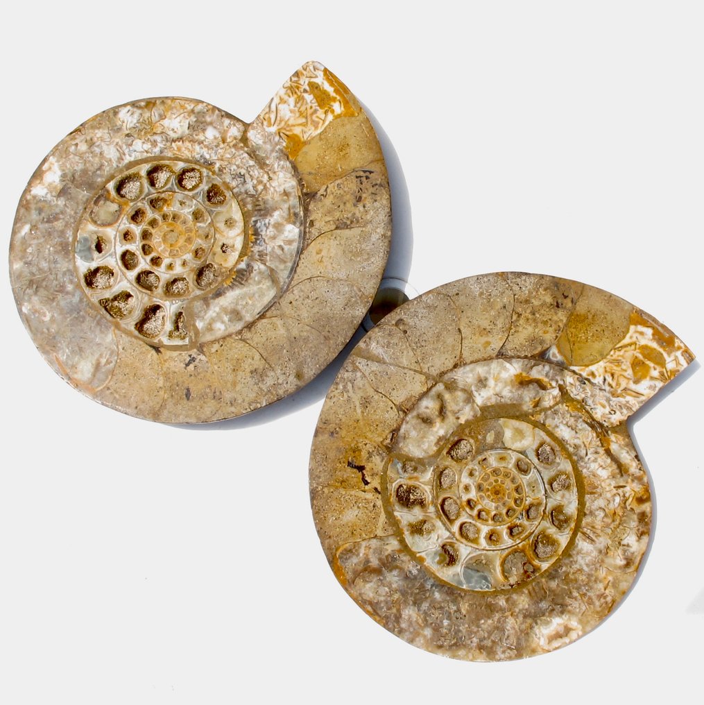 Animal fosilizado - 30 cm #1.0