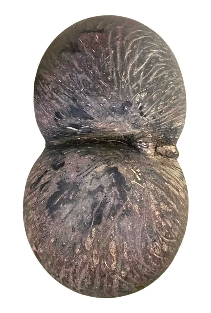 Kolekcja tematyczna - Coco De Mer - Załącznik C do Załącznika III konwencji CITES w UE. #2.1