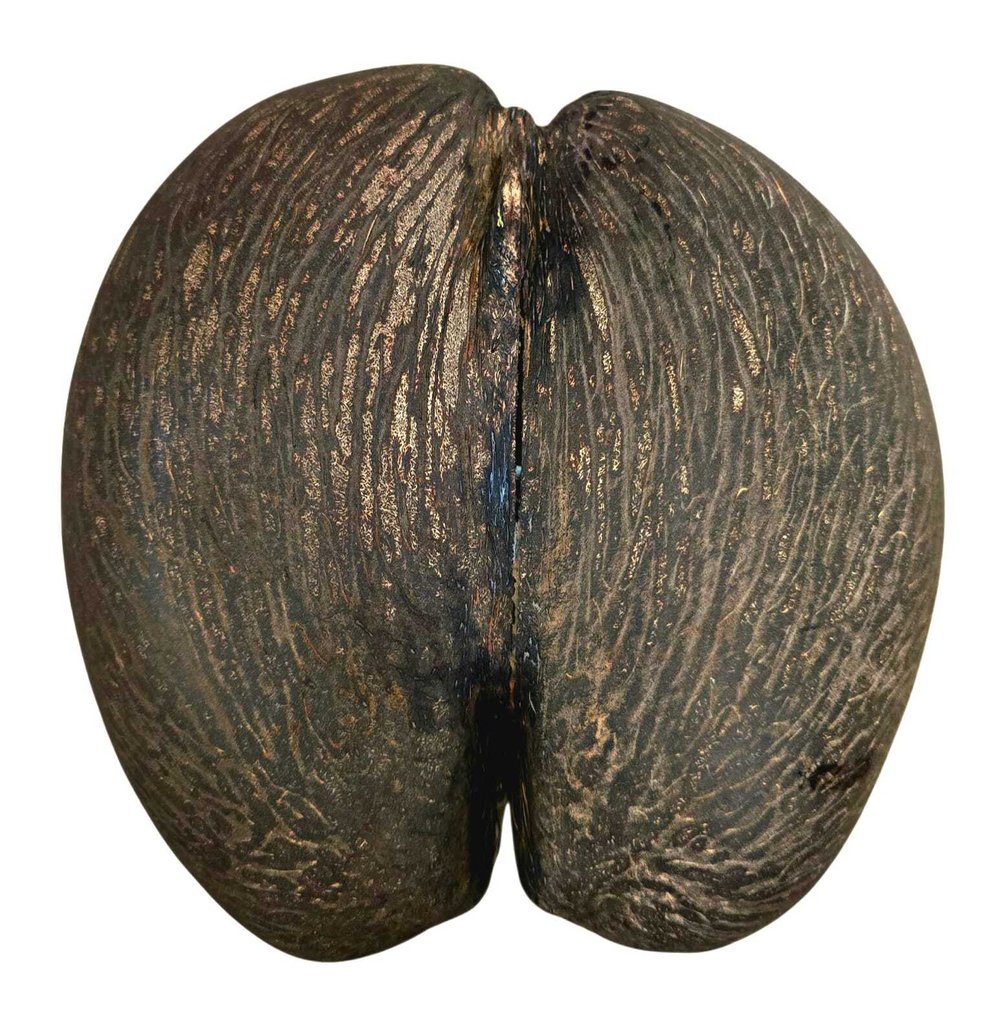 Kolekcja tematyczna - Coco De Mer - Załącznik C do Załącznika III konwencji CITES w UE. #1.0