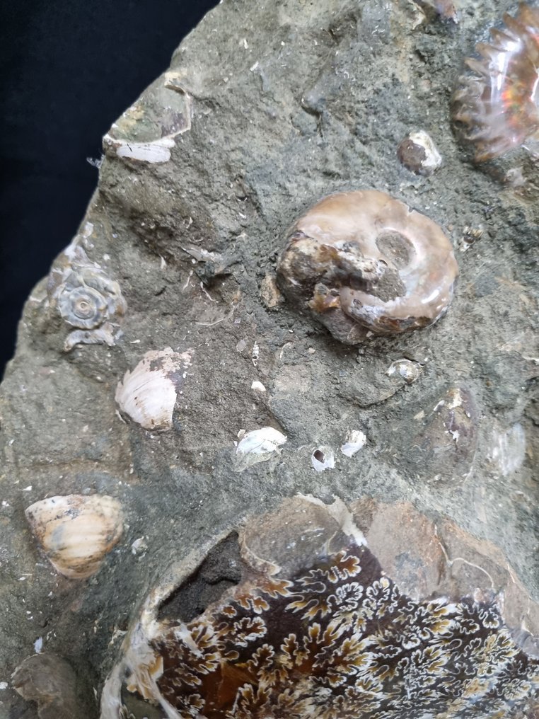 Huge natural Ammonite nest - HQ - self standing - Fossilised animal - Aioloceras (Cleoniceras) sp - 410 mm - 215 mm #3.2