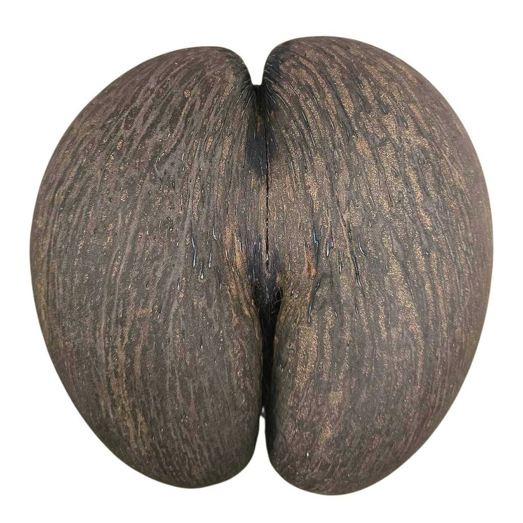 Kolekcja tematyczna - Coco De Mer - Załącznik C do Załącznika III konwencji CITES w UE. #1.0