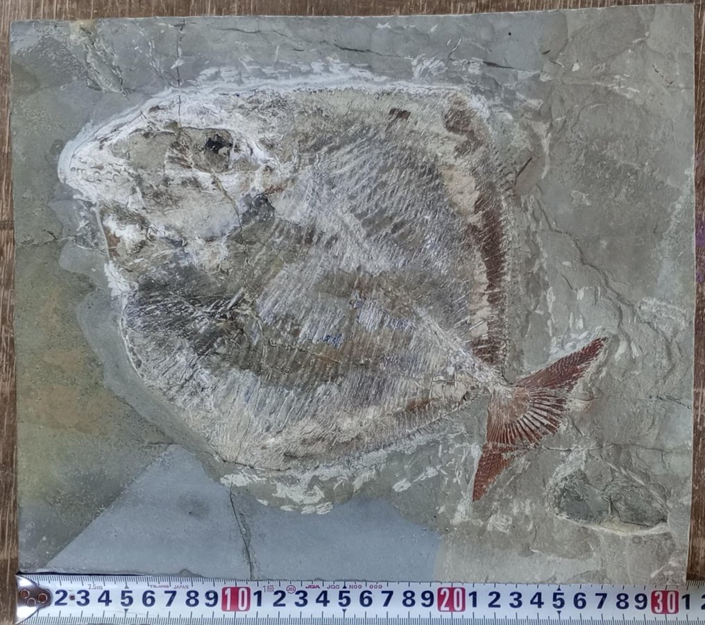 Fisch - Fossilplattenmatrix - Paleobalistum - 31 cm - 26 cm #1.0