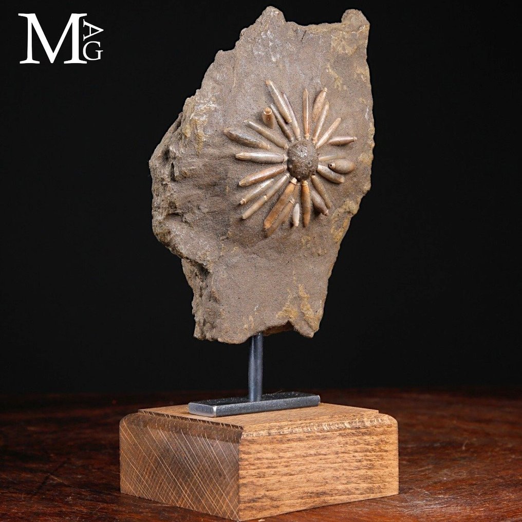 Echinoide fossiel op matrix - Fossiele sterfteplaat - Asterocidaris Bistriata - Base Artigianale in Legno e Ferro Battuto - 215 mm - 124 mm #3.2