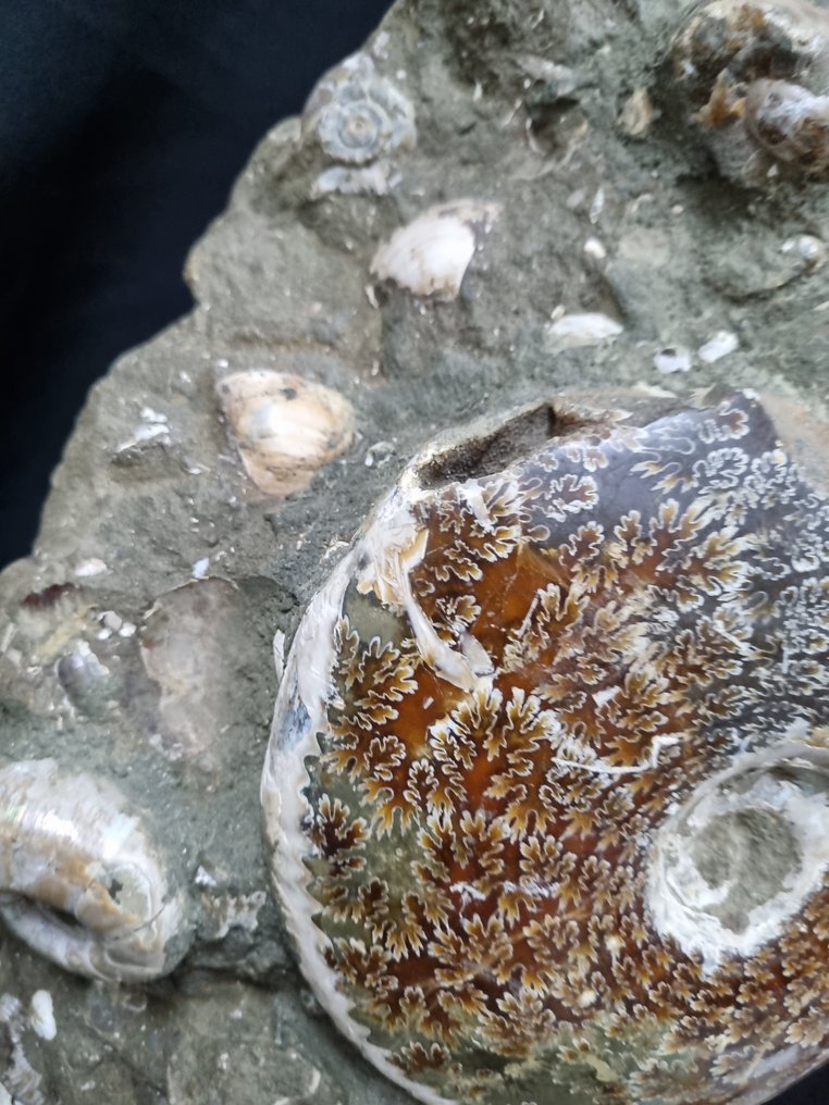 Huge natural Ammonite nest - HQ - self standing - Fossilised animal - Aioloceras (Cleoniceras) sp - 410 mm - 215 mm #2.1