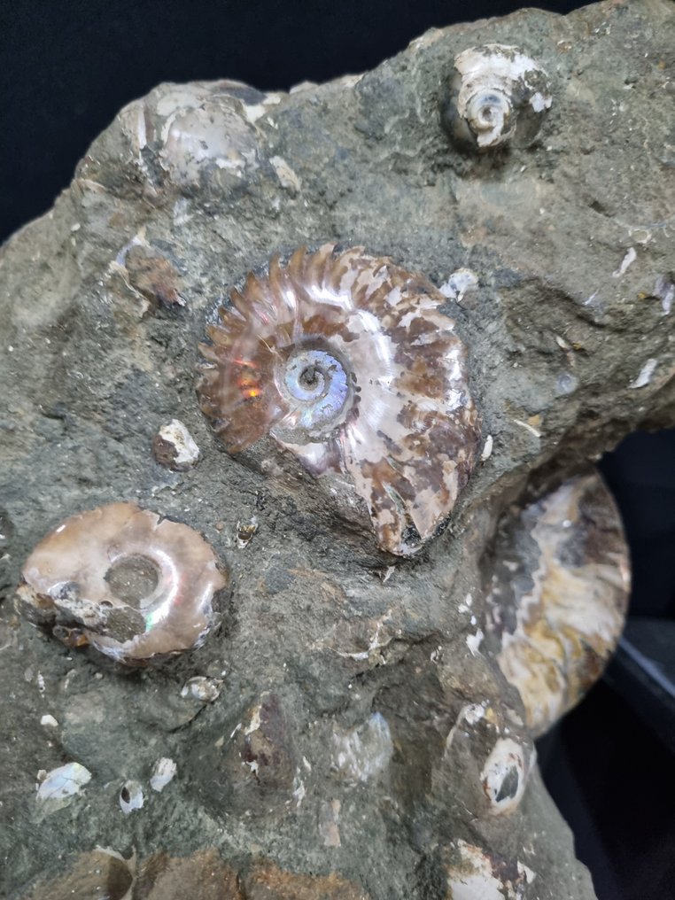 Huge natural Ammonite nest - HQ - self standing - Fossilised animal - Aioloceras (Cleoniceras) sp - 410 mm - 215 mm #4.3