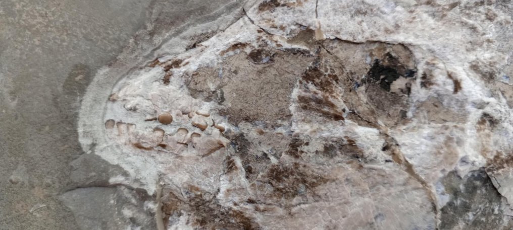 Fisch - Fossilplattenmatrix - Paleobalistum - 31 cm - 26 cm #3.2