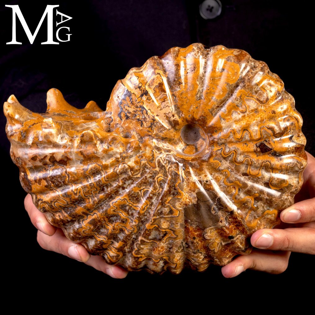 Αμμόνιτη Φωσίλη Lucidata – Μαδαγασκάρη - Απολιθωμένα τμήματα - Ammonite Placenticeratidae - Aragonite e Calcite - 230 mm - 180 mm #1.0