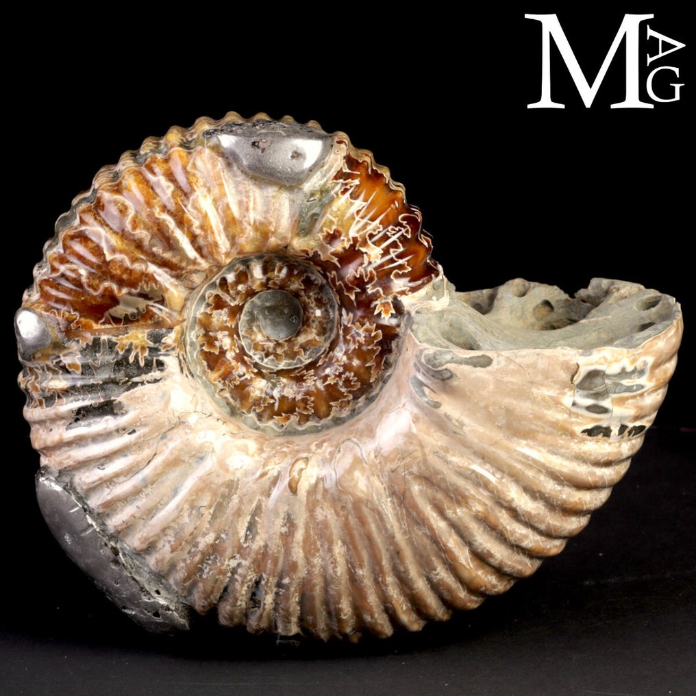 Fóssil Raro e Soberbo de Ammonoide - Fragmento fóssil - Douvilleiceras Mammillatum Ammonite with Pyrite – Madagascar - 230 mm - 190 mm #4.3