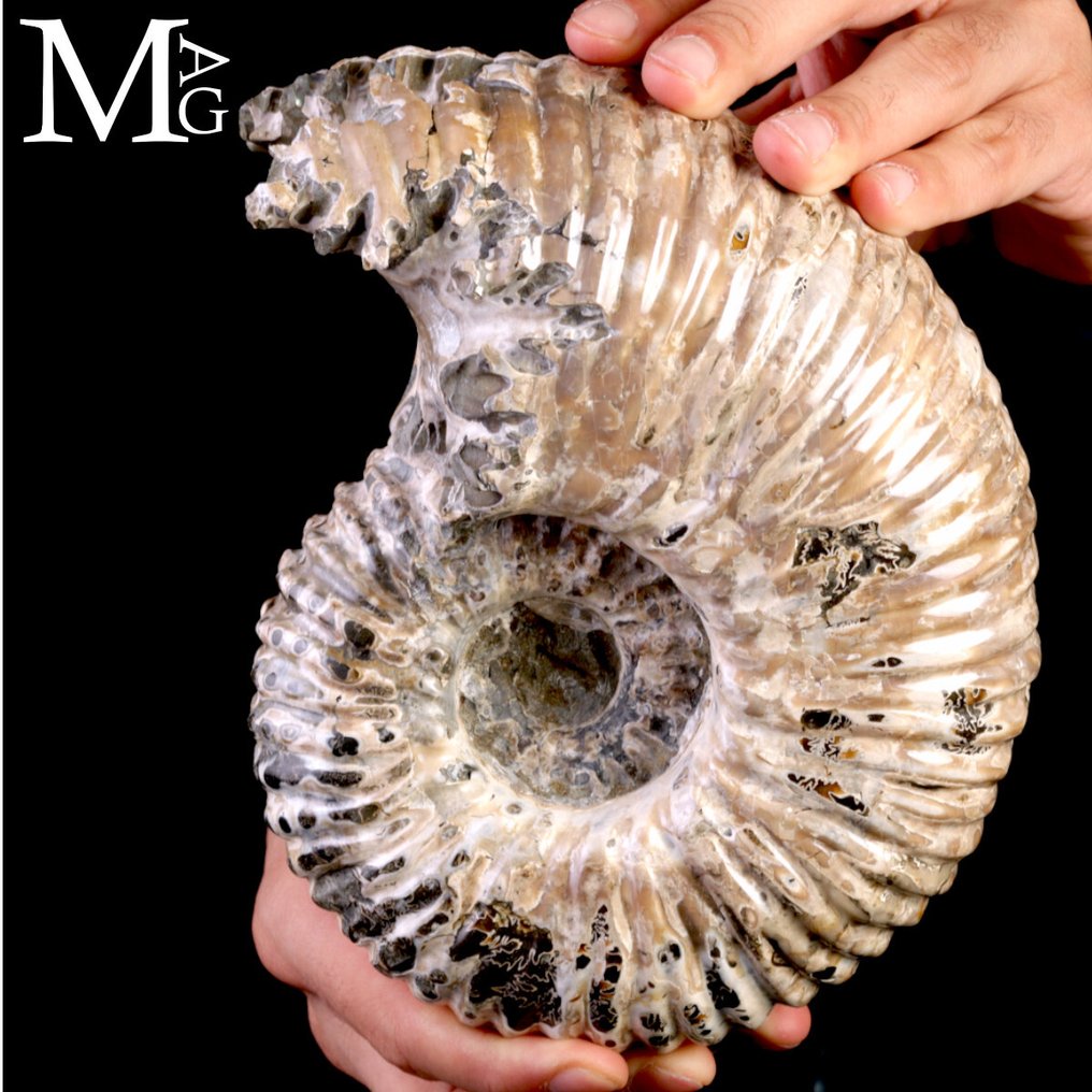 Vakkert ammonittfossil - Fossilt fragment - Ammonite Douvilleiceras Mammillatum – Madagascar - 210 mm - 165 mm #2.1