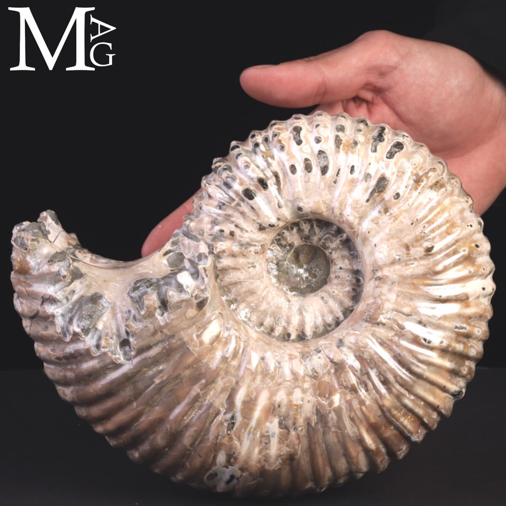 Vakkert ammonittfossil - Fossilt fragment - Ammonite Douvilleiceras Mammillatum – Madagascar - 210 mm - 165 mm #3.2