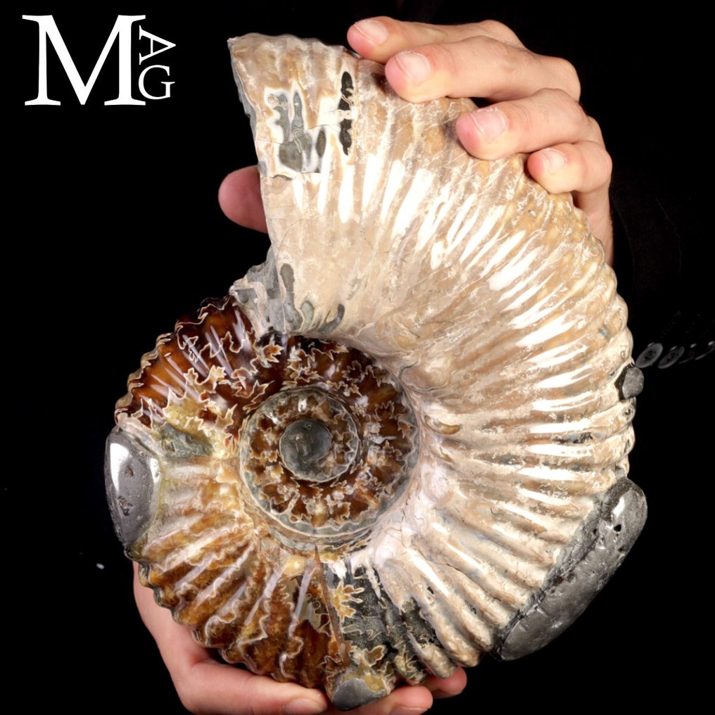 Fóssil Raro e Soberbo de Ammonoide - Fragmento fóssil - Douvilleiceras Mammillatum Ammonite with Pyrite – Madagascar - 230 mm - 190 mm #1.0